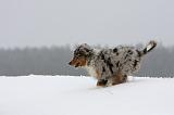 BERGER AUSTRALIEN PUPPIES 487